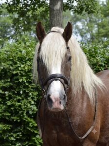 Roef
